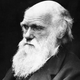 Image for article titled The psychological test that Darwin first invented